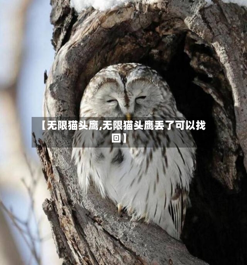 【无限猫头鹰,无限猫头鹰丢了可以找回】-第3张图片
