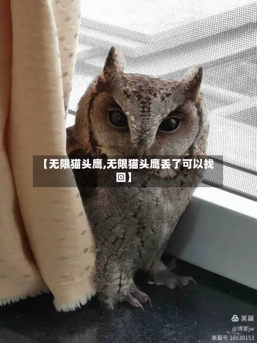 【无限猫头鹰,无限猫头鹰丢了可以找回】-第2张图片