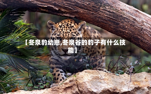 【冬泉豹幼崽,冬泉谷的豹子有什么技能】